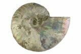 Silver Iridescent Ammonite (Cleoniceras) Fossil - Madagascar #346738-1